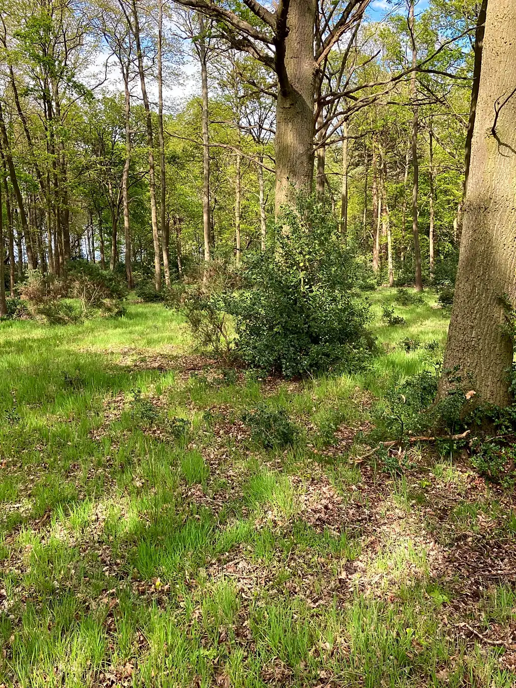 Shaded woodland pitches under mature beech trees